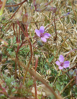 common-storksbill2